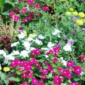 Meet your Posher, Cynthia